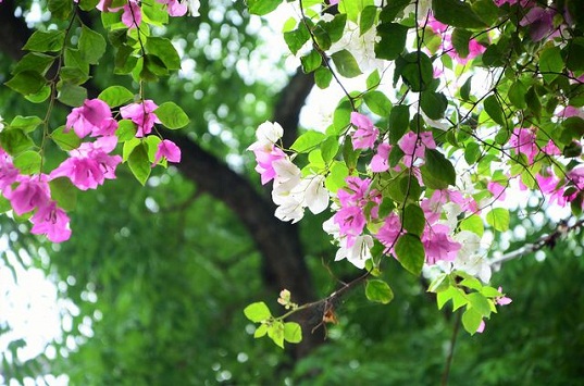 Hoa giấy mộc mạc, thanh tao là một trong những loài hoa dễ bắt gặp nhất ở trung tâm Sài Gòn.